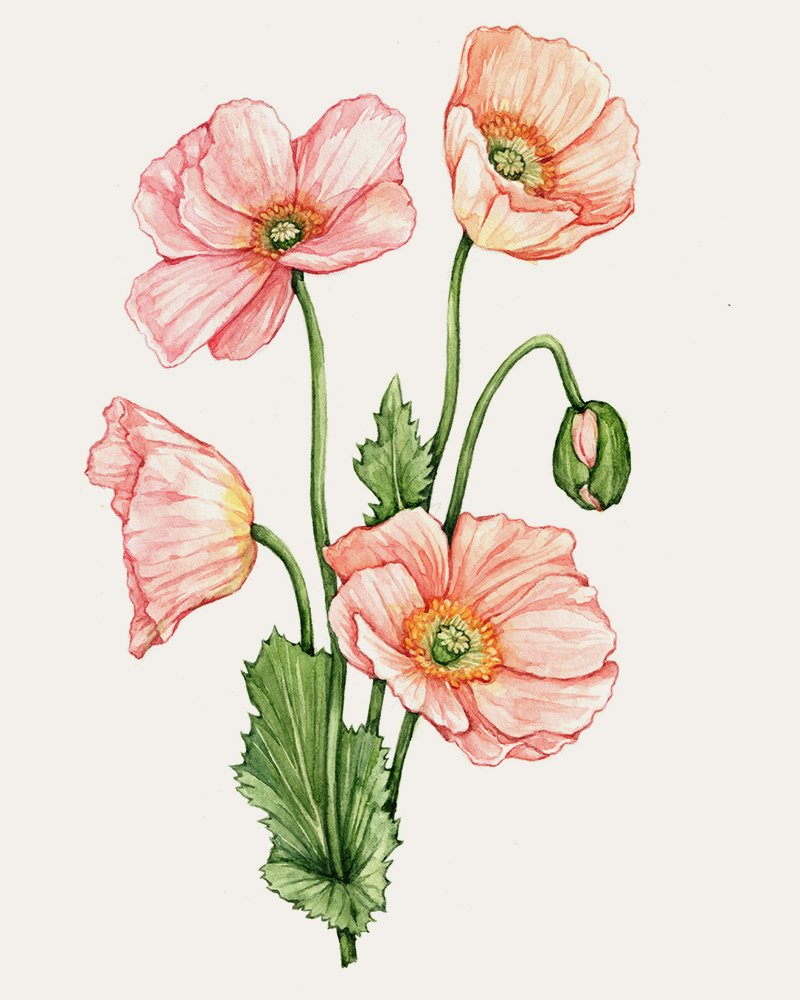 florea-seed-packaging-illustration-by-Anna-Farba.jpg