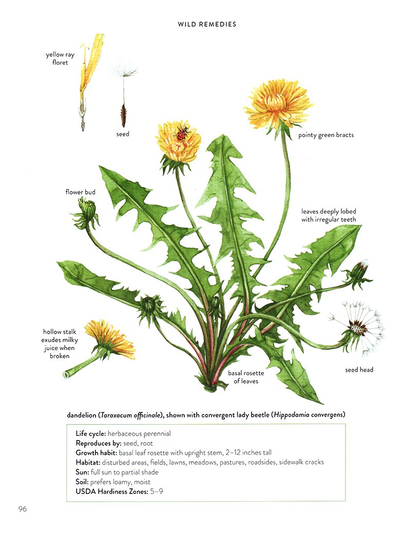 dandelion-watercolor-botanical-book-illustration-by-Anna-Farba.jpg