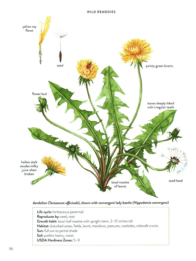 detailed plant identification watercolor illustration for botanical field guide