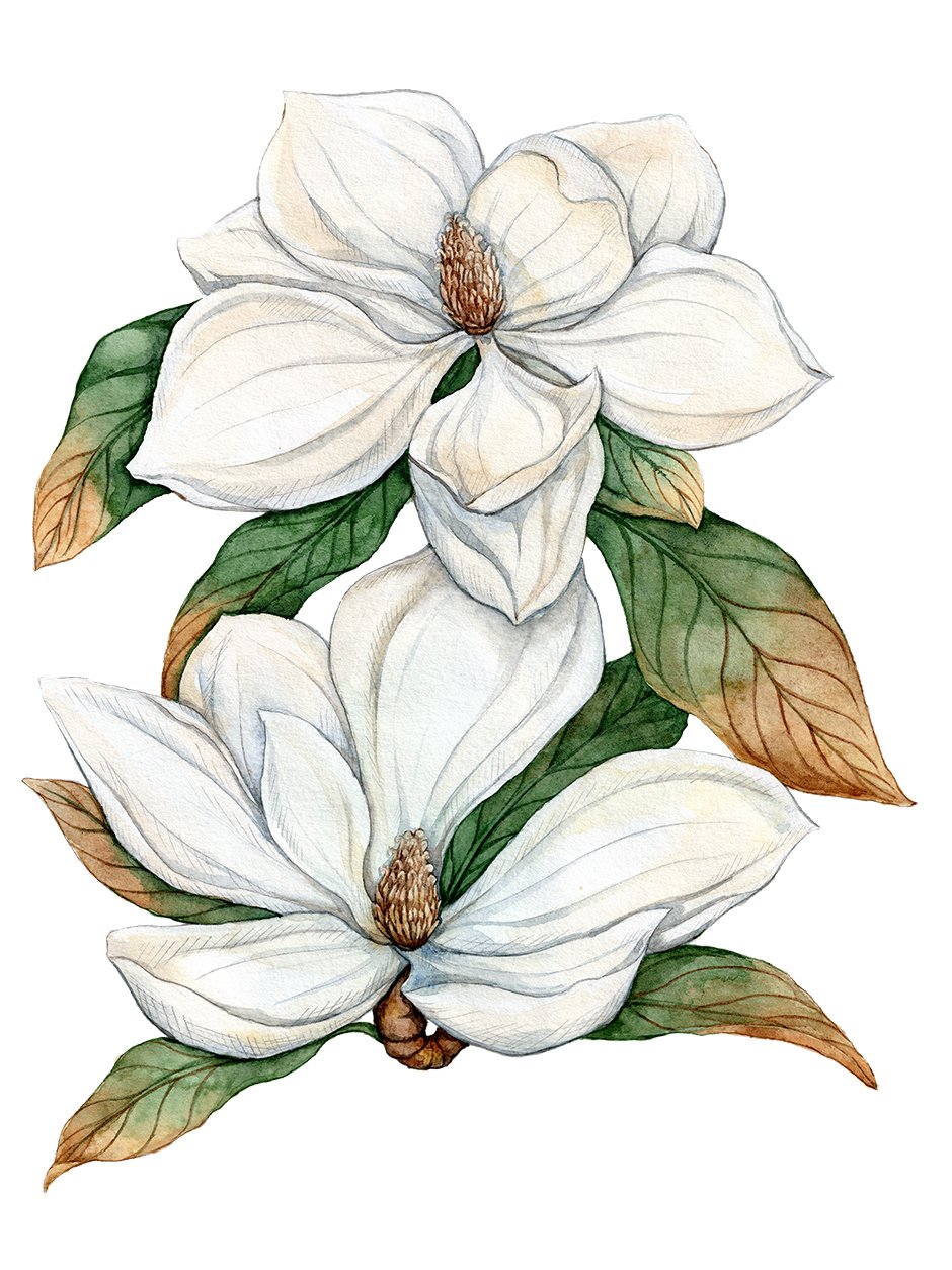 Magnolia-watercolor-floral-illustration-by-Anna-Farba.jpg