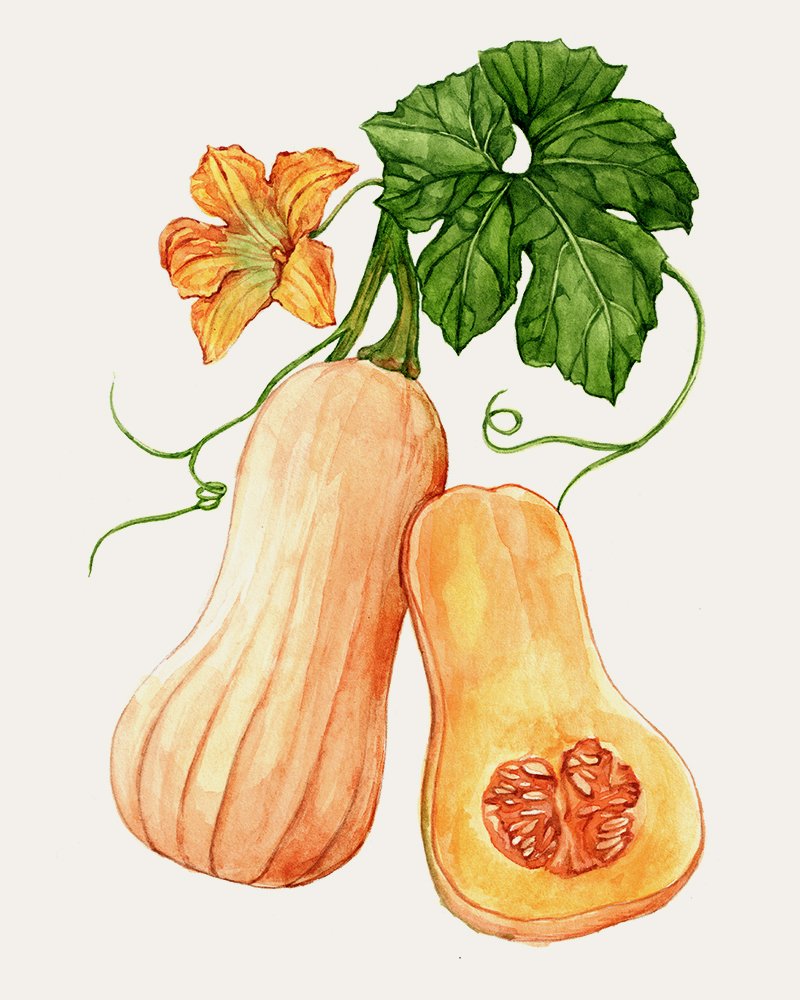 florea-seed-packaging-illustrations-by-Anna-Farba.jpg