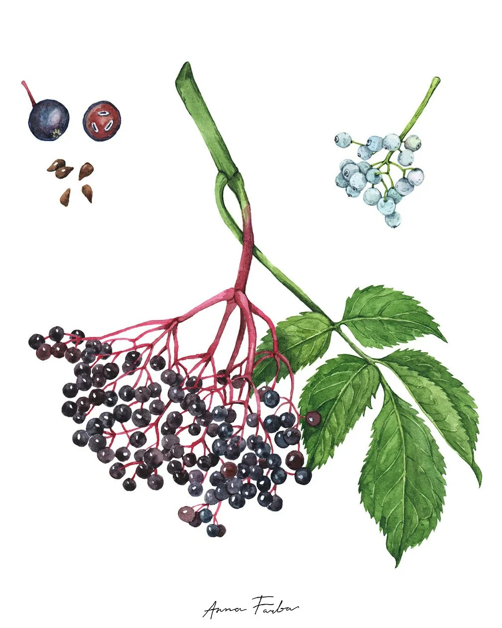 A detailed watercolor illustration of elderberry clusters, highlighting the deep blue-purple berries and finely textured leaves. Painted for Wild Remedies to showcase the plant’s autumn character and additional berry detail, magnified.