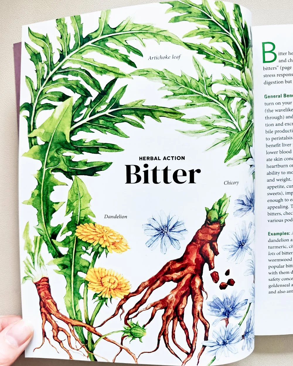 botanical watercolor illustration of bitter herbs for Herbal Gut Health