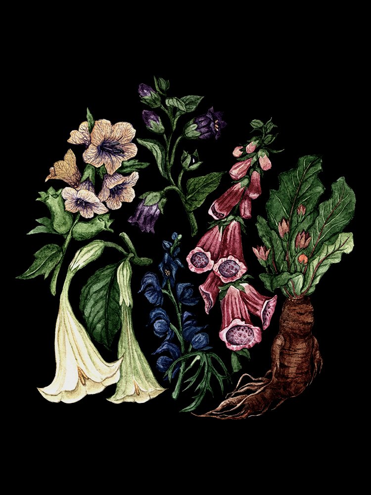 Watercolor illustration of poisonous flowers and a mandrake root against a black background. Hand-painted artwork by Anna Farba
