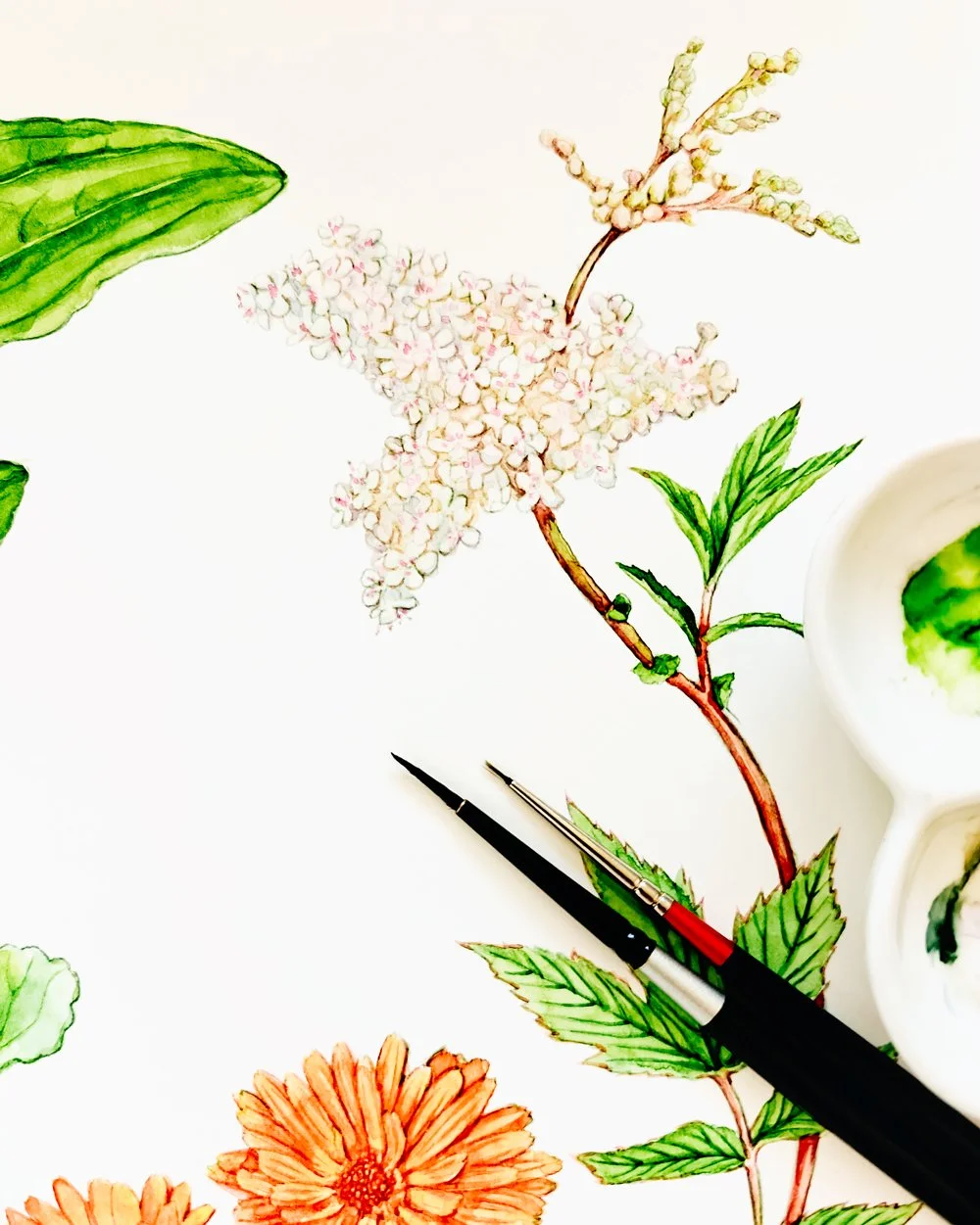 Hand-painted watercolor botanical artwork of Meadowsweet, displayed on a studio workspace, showing paint textures