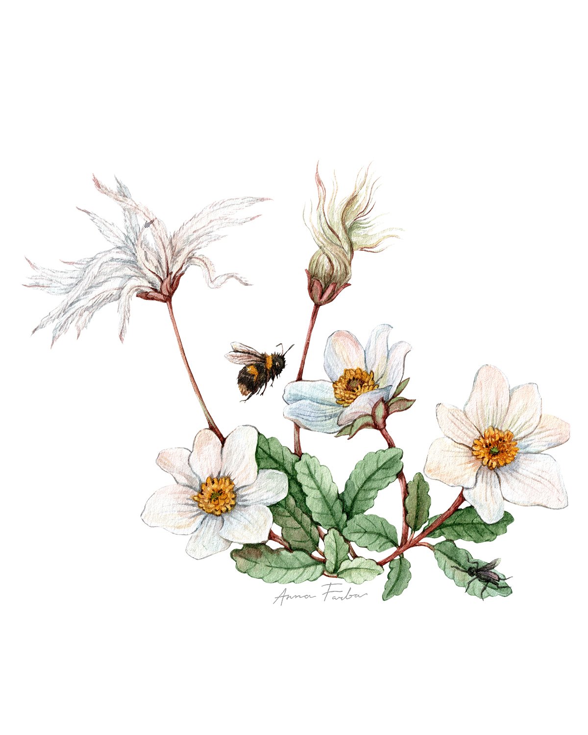 Dryas-bumblebee-botanical-illustration-by-Anna-Farba.jpg