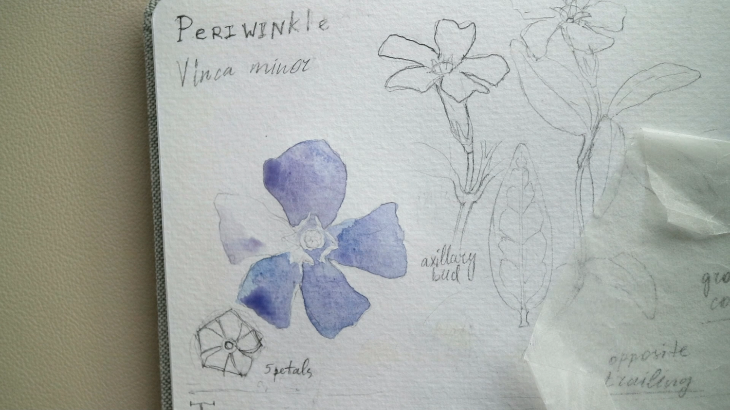 Step-by-Step Watercolor Botanical Illustration: Periwinkle Flower ...