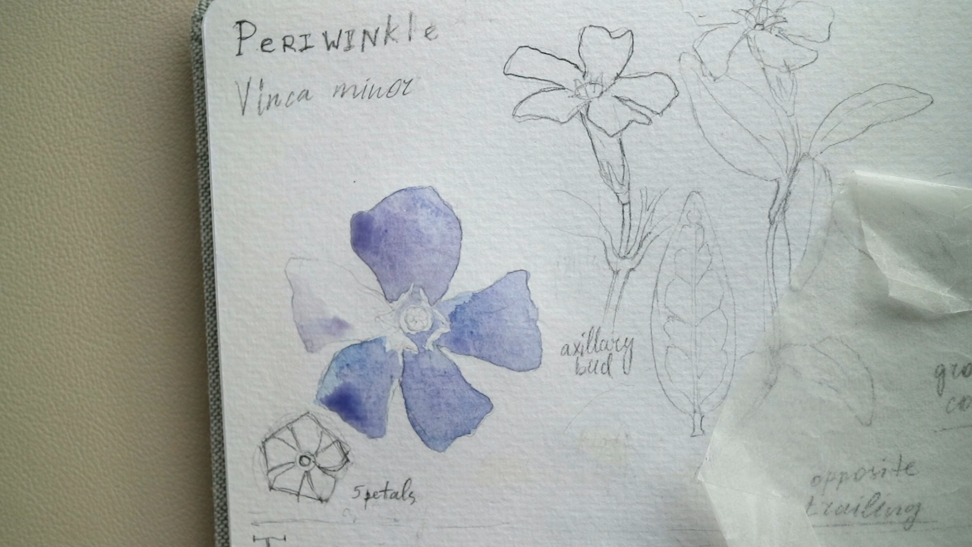 Step-by-Step Watercolor Botanical Illustration: Periwinkle Flower ...