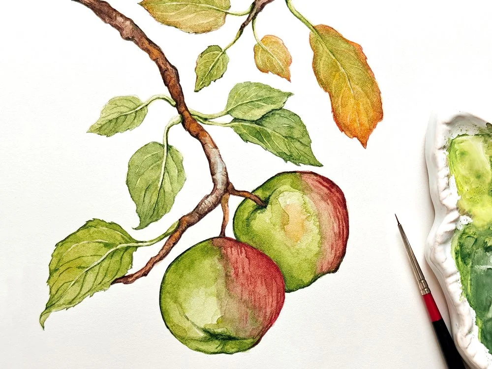 hand-painted botanical illustration for Anthropologie dinnerware
