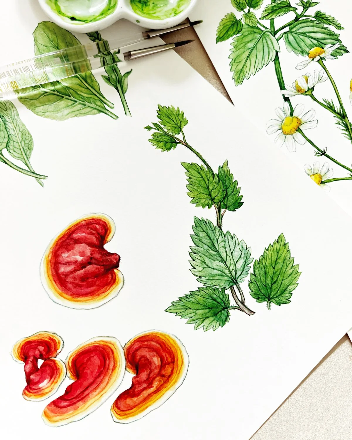 Hand-painted watercolor botanical artwork of Reishi mushrooms and Nettle displayed on a studio workspace, showing paint textures and in-progress details.