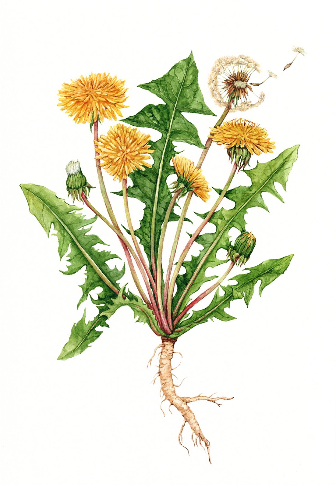 dandelion_8x11,6.jpg