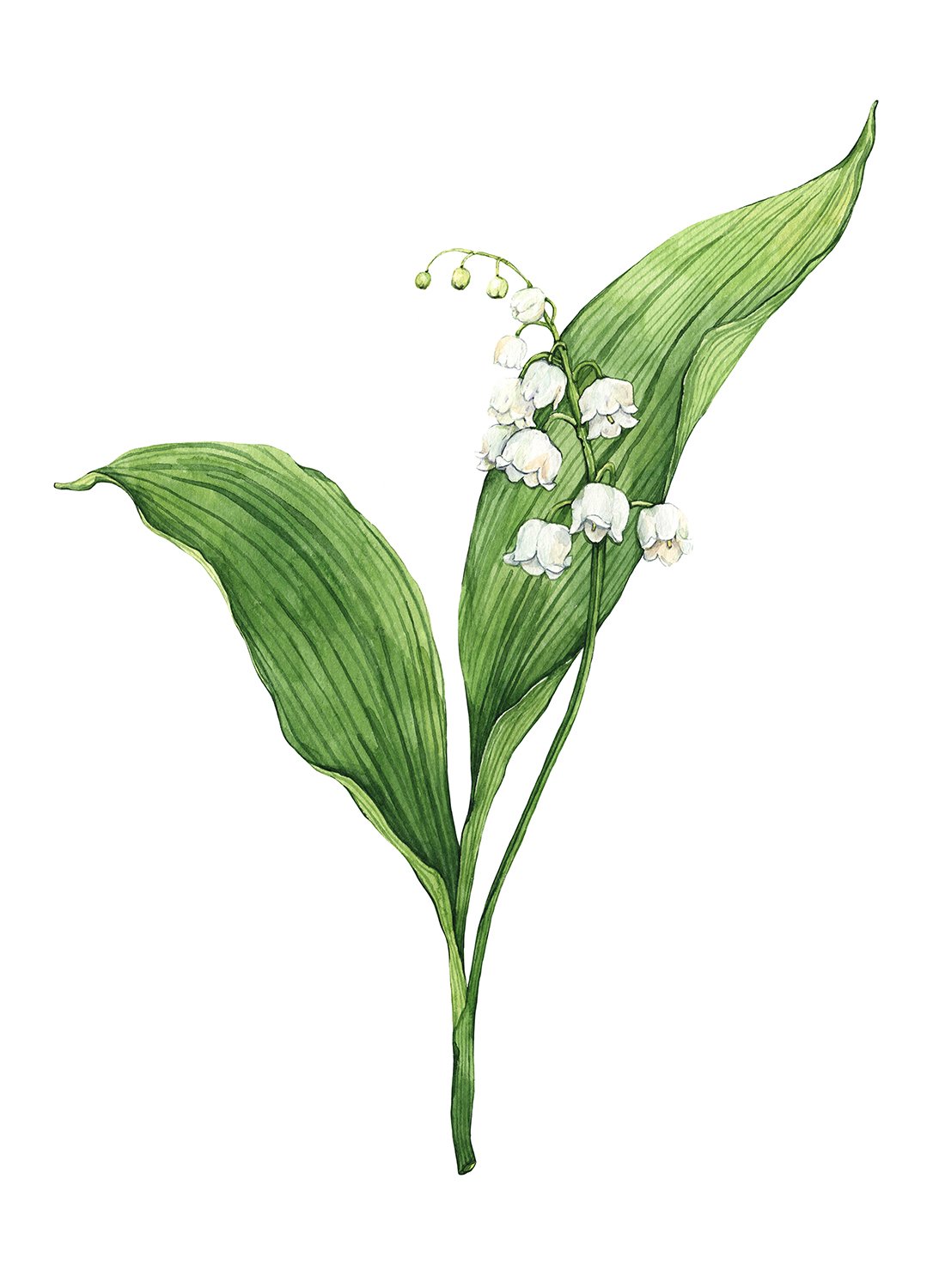 Lily-of-the-Valley_11x15.jpg
