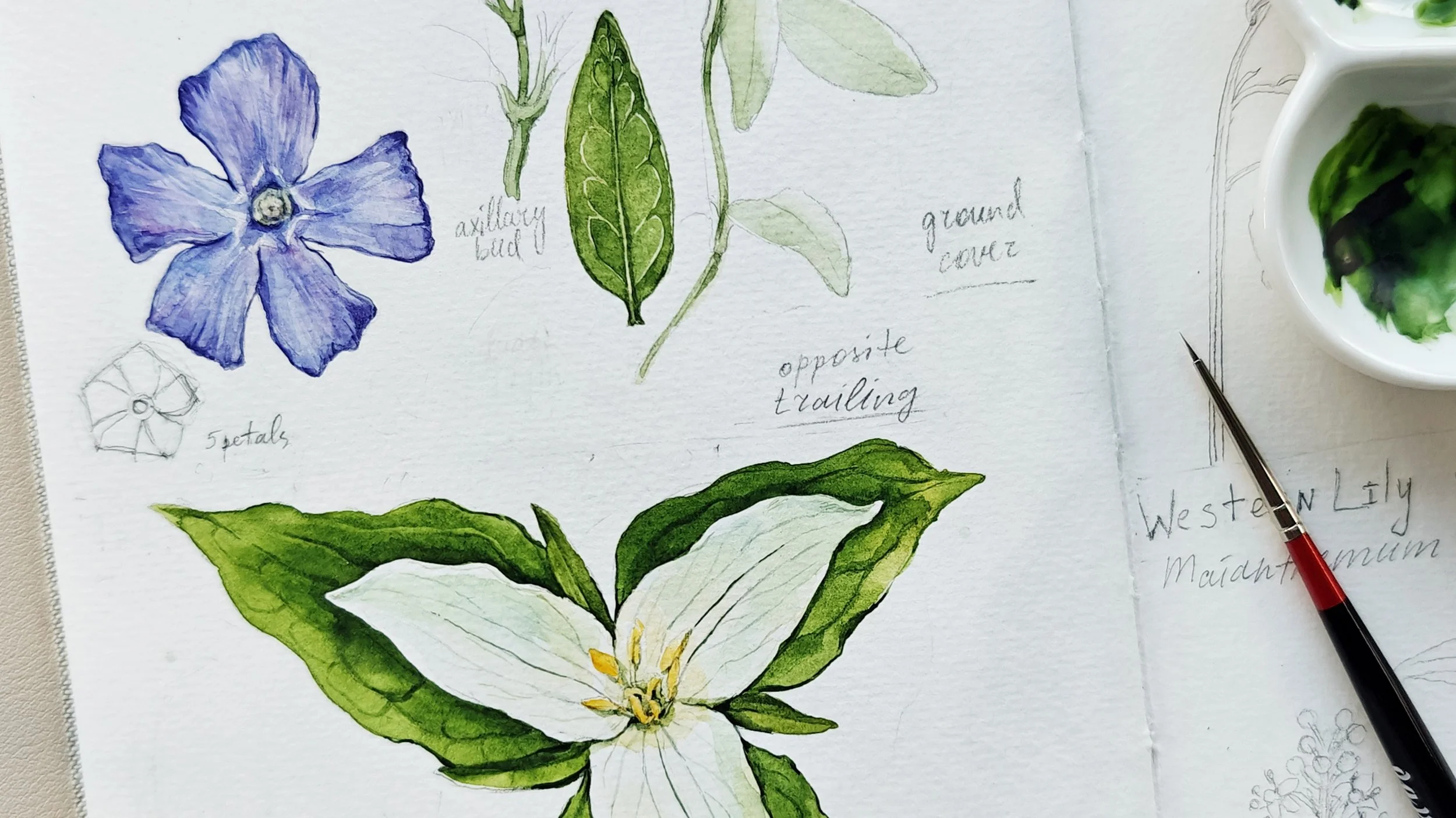 Hand-drawn botanical sketch of medicinal plant for nonfiction book illustration