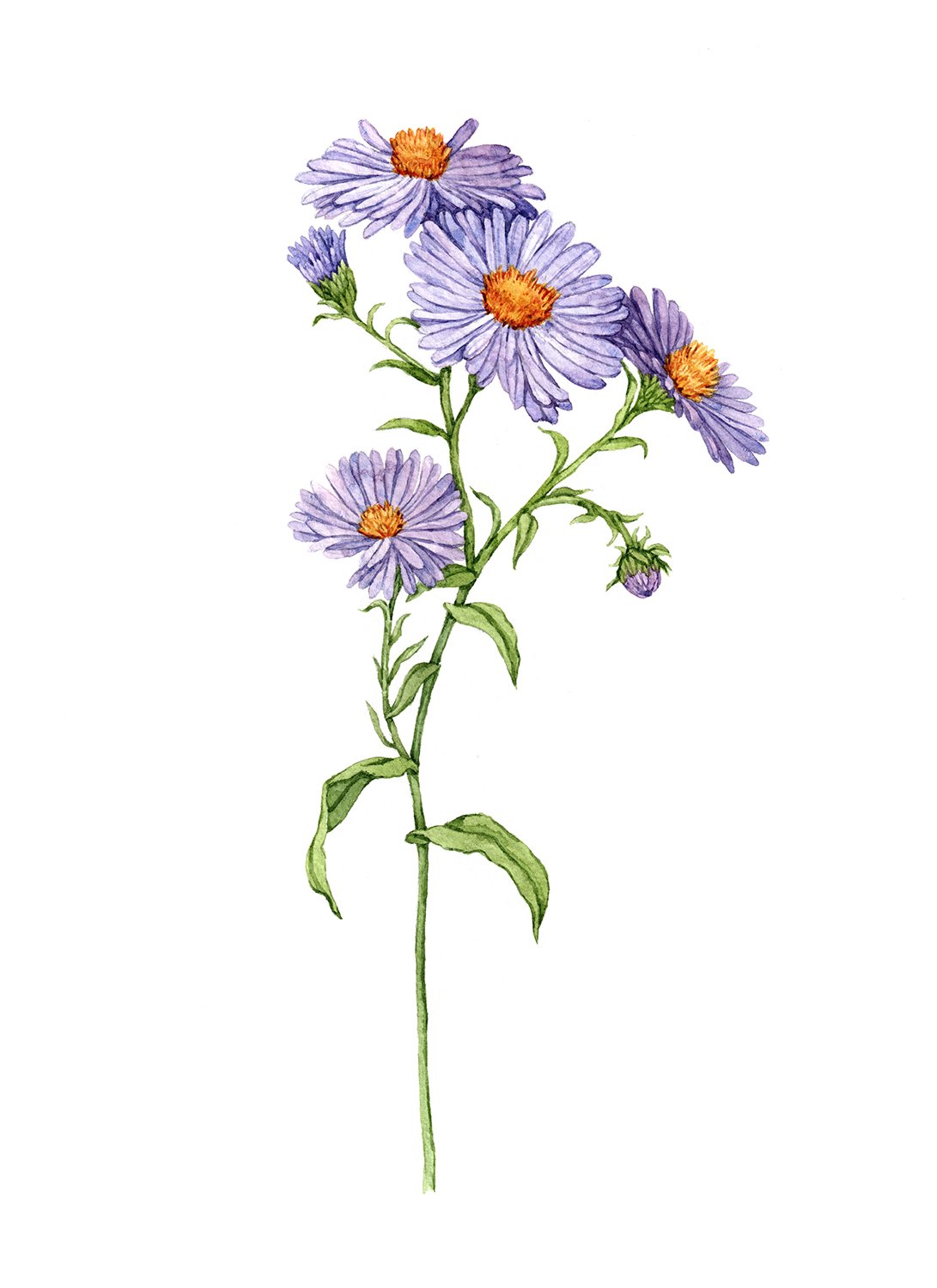 Aster_8x11_CP.jpg
