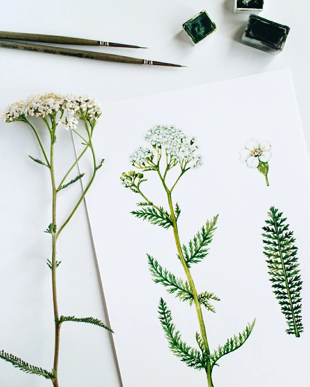 Yarrow botanical illustration.jpg