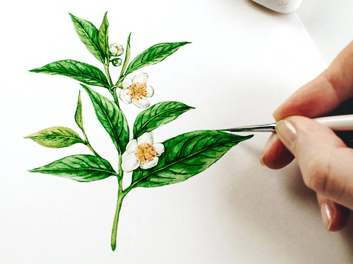 Comparison of botanical illustration and botanical art showing detailed watercolor plant studies and expressive botanical artwork