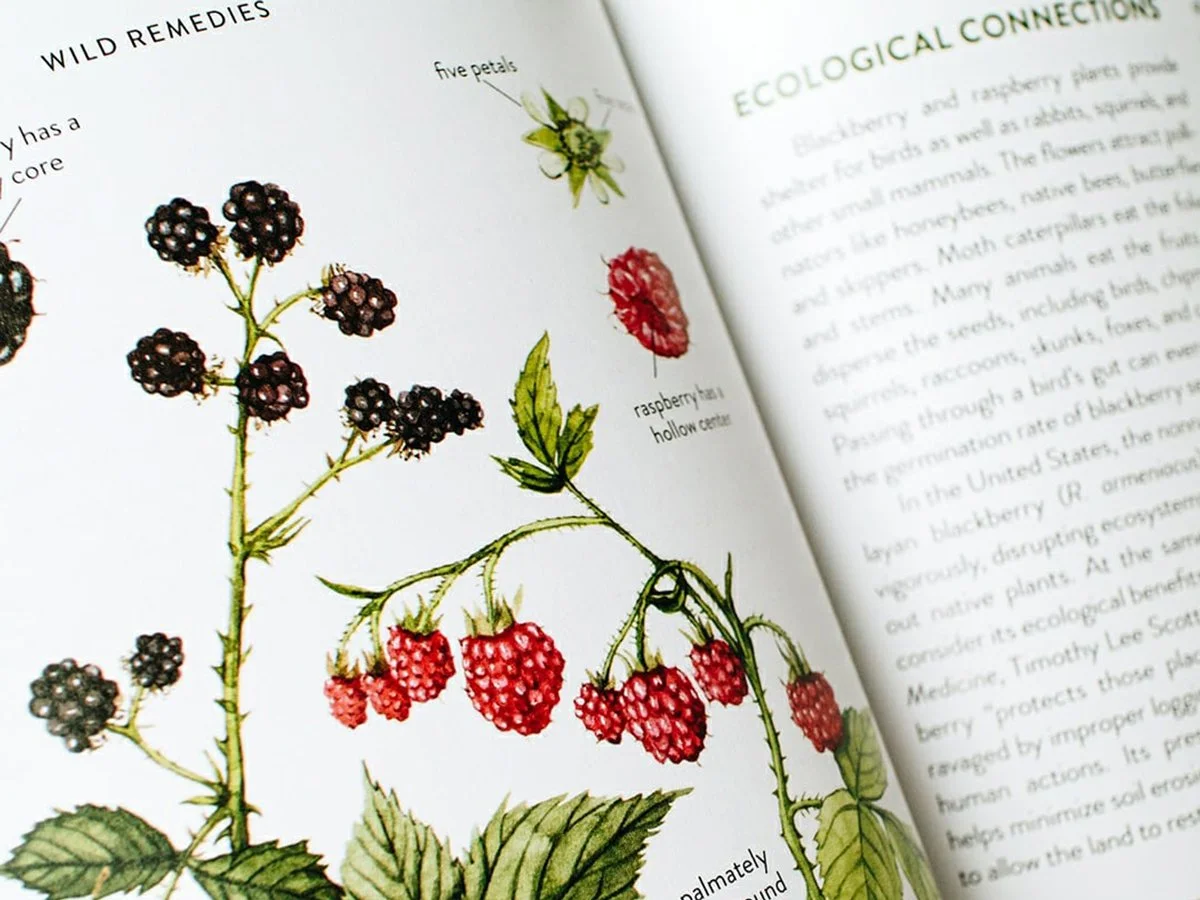 Botanical watercolor illustrations created for books about plants, herbs, and natural remedies
