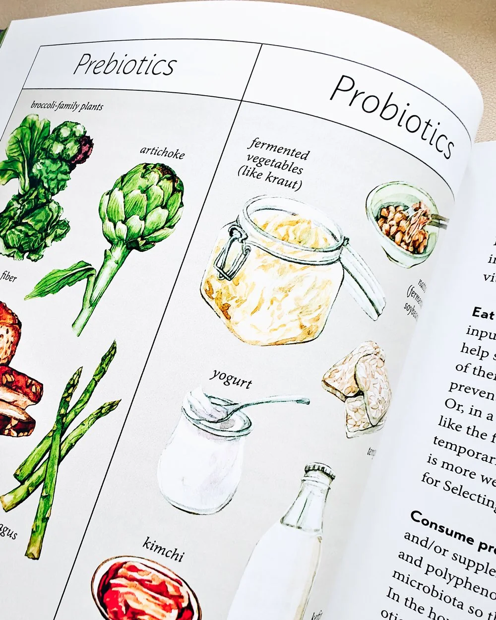 botanical and food watercolor illustration for Herbal Gut Health