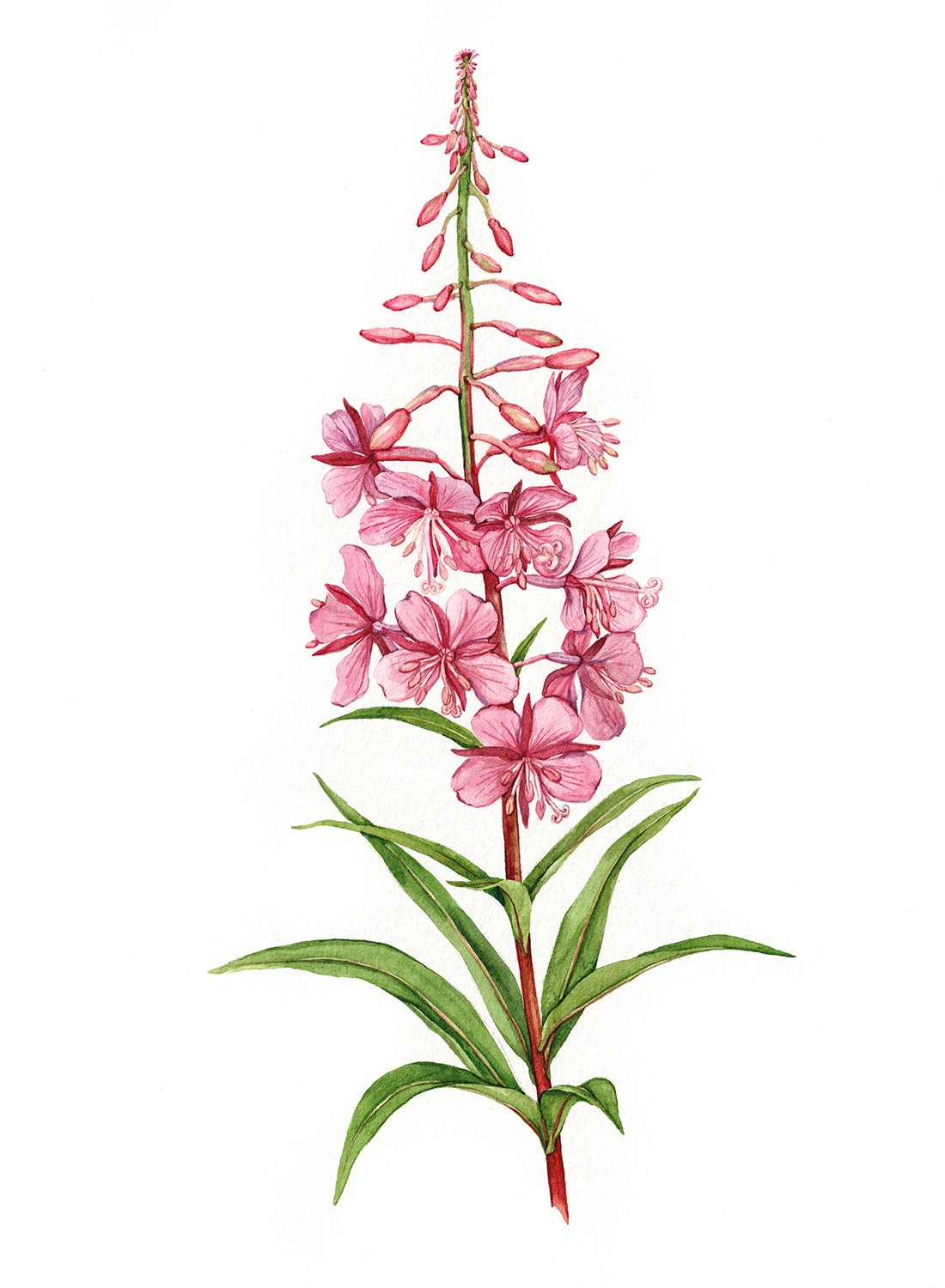 fireweed_11x15.jpg