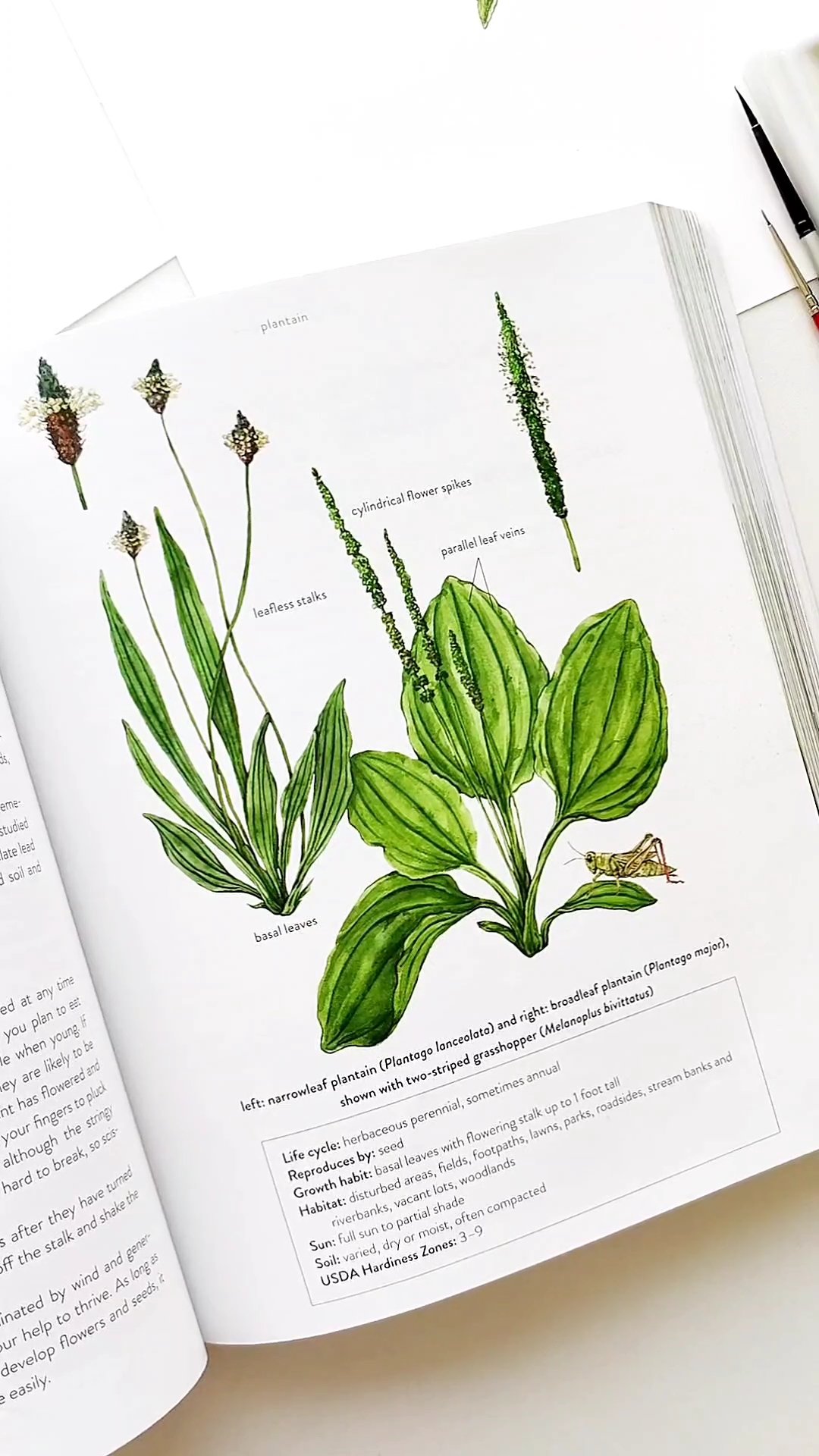 Plantain-botanical-illustration-for-a-book-by-Anna-Farba.jpeg