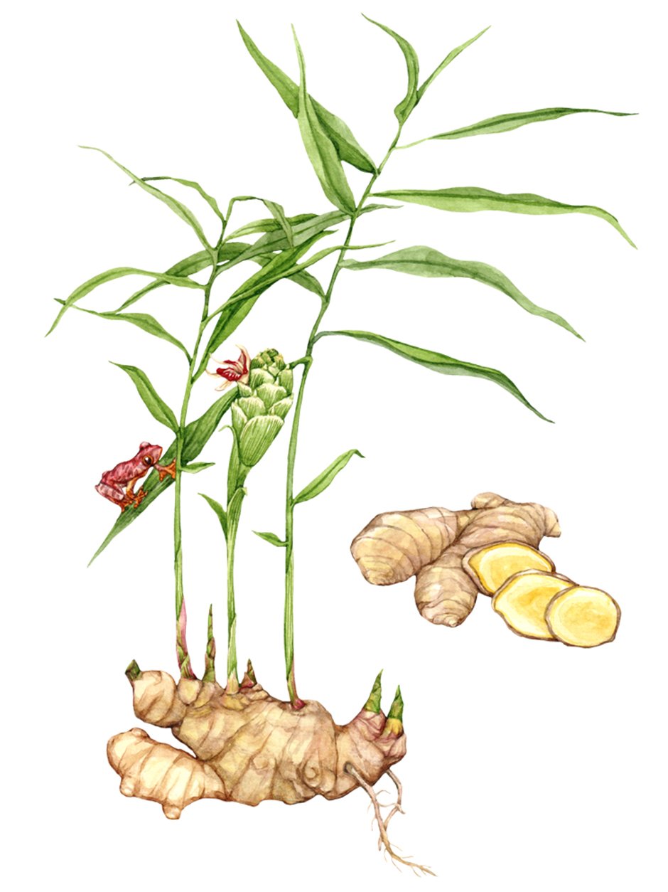 ginger-plant-botanical-illustration-by-Anna-Farba.jpg