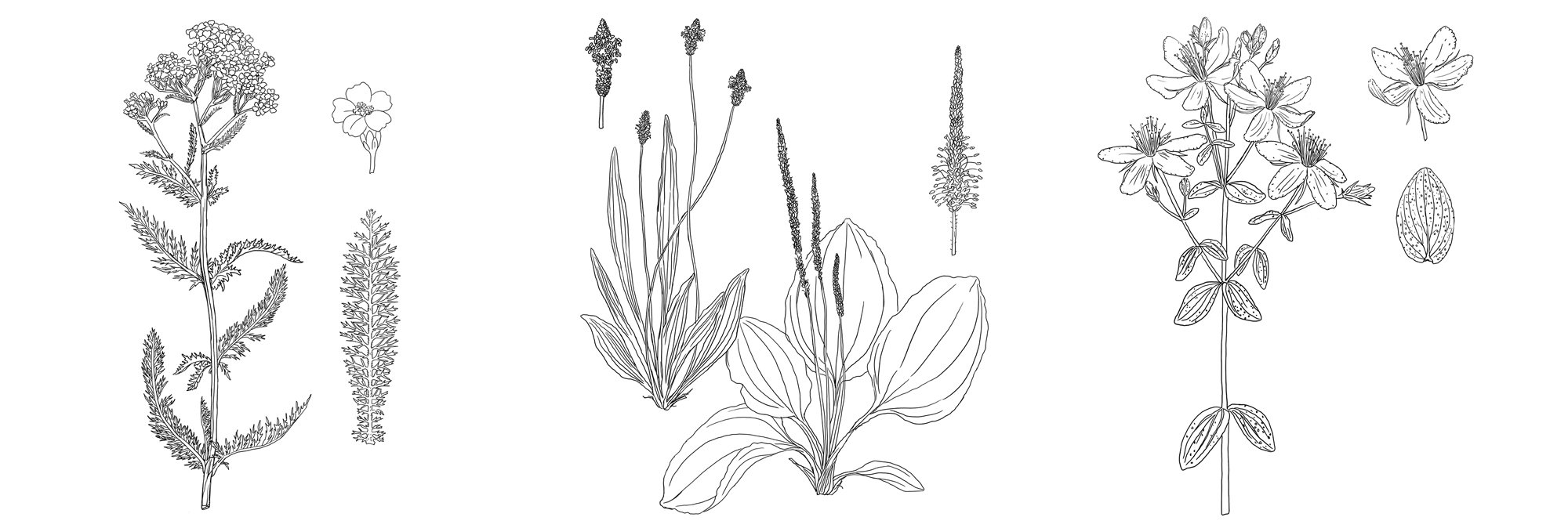 Wild-remedies-book-sketches.jpg