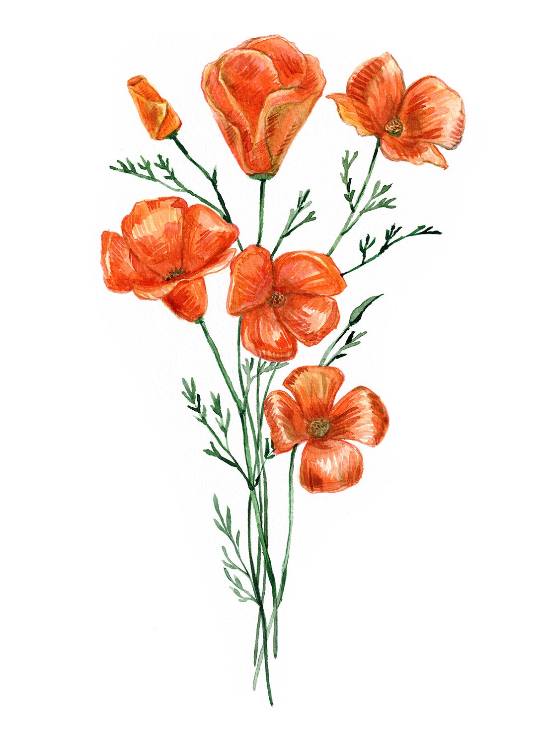 California-poppy_8x11.jpg