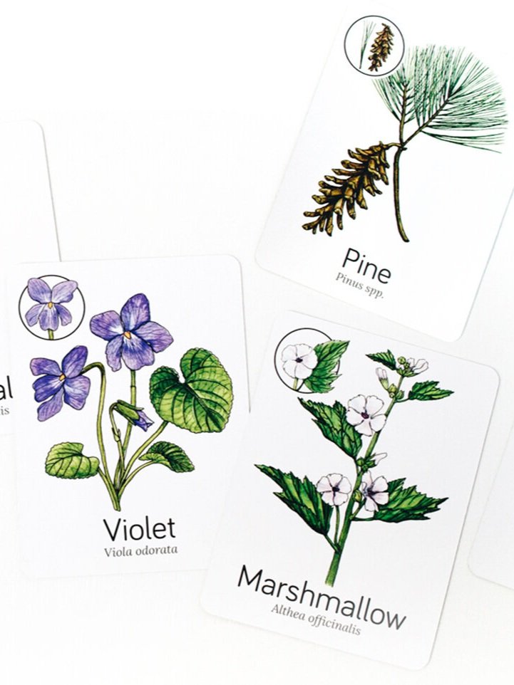 wildcraft-board-game-illustrations-plant-cards.jpg