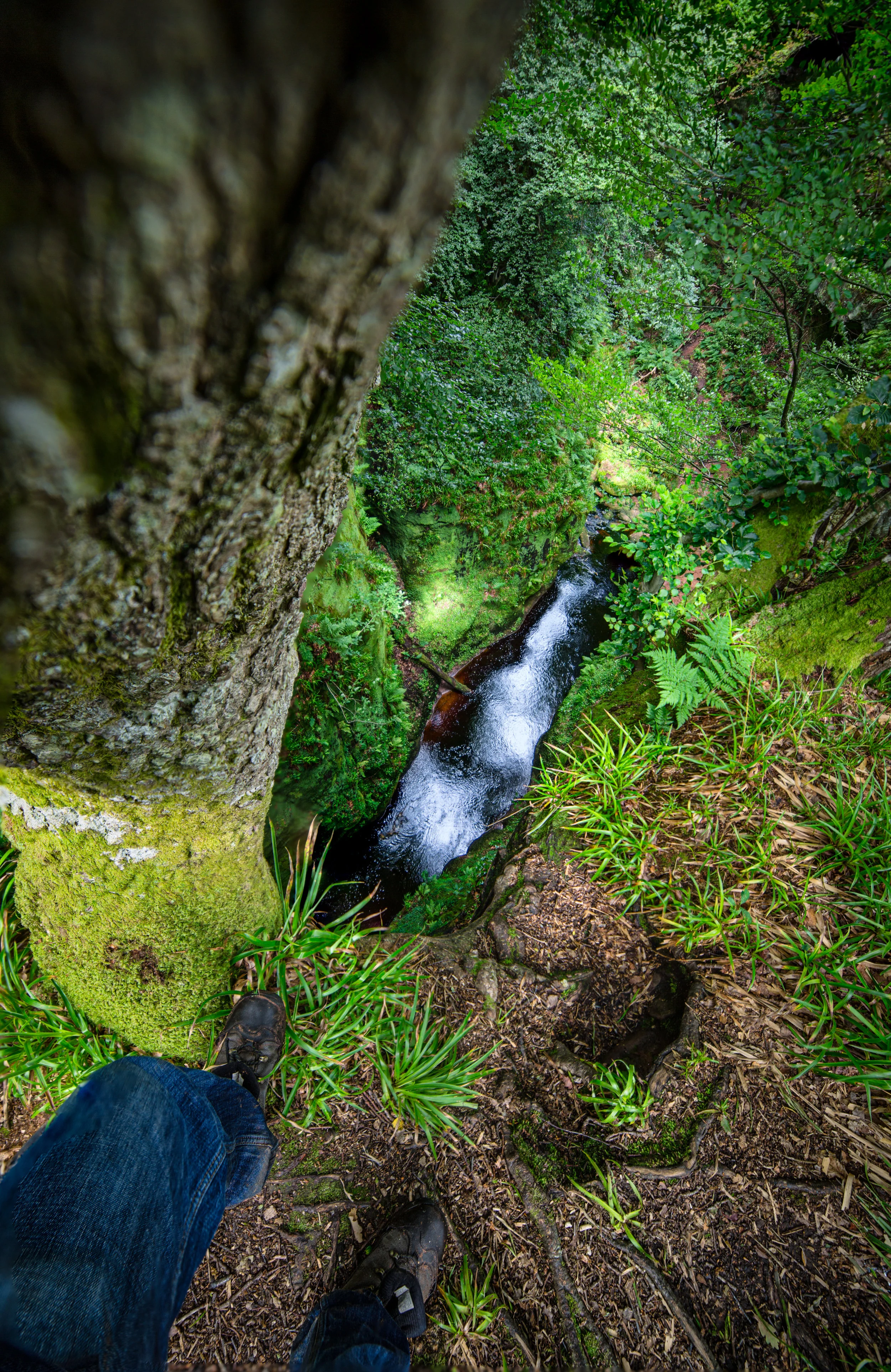 Looking into Finnich Glen