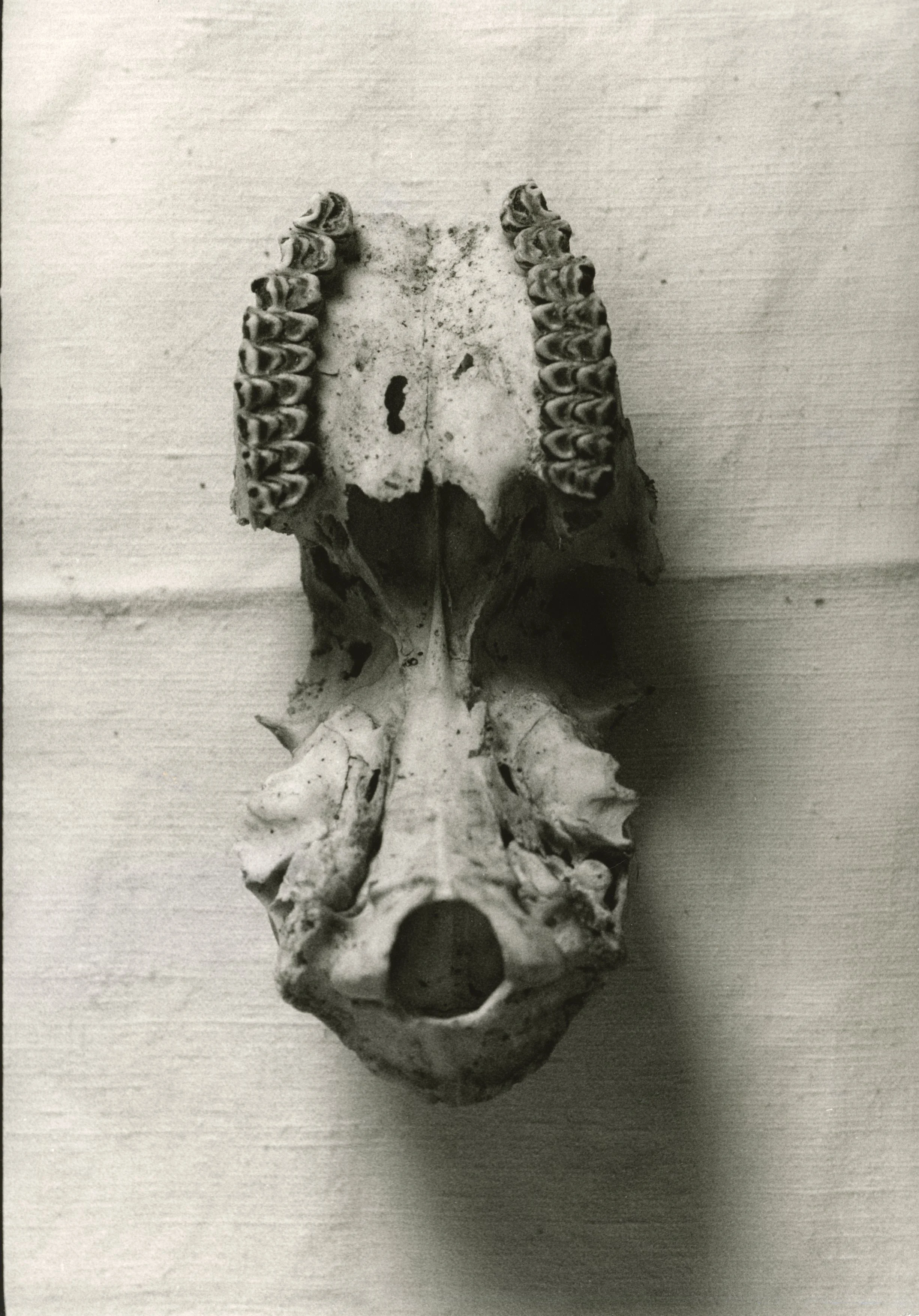 R-ANIMAUX.teschio02.jpg