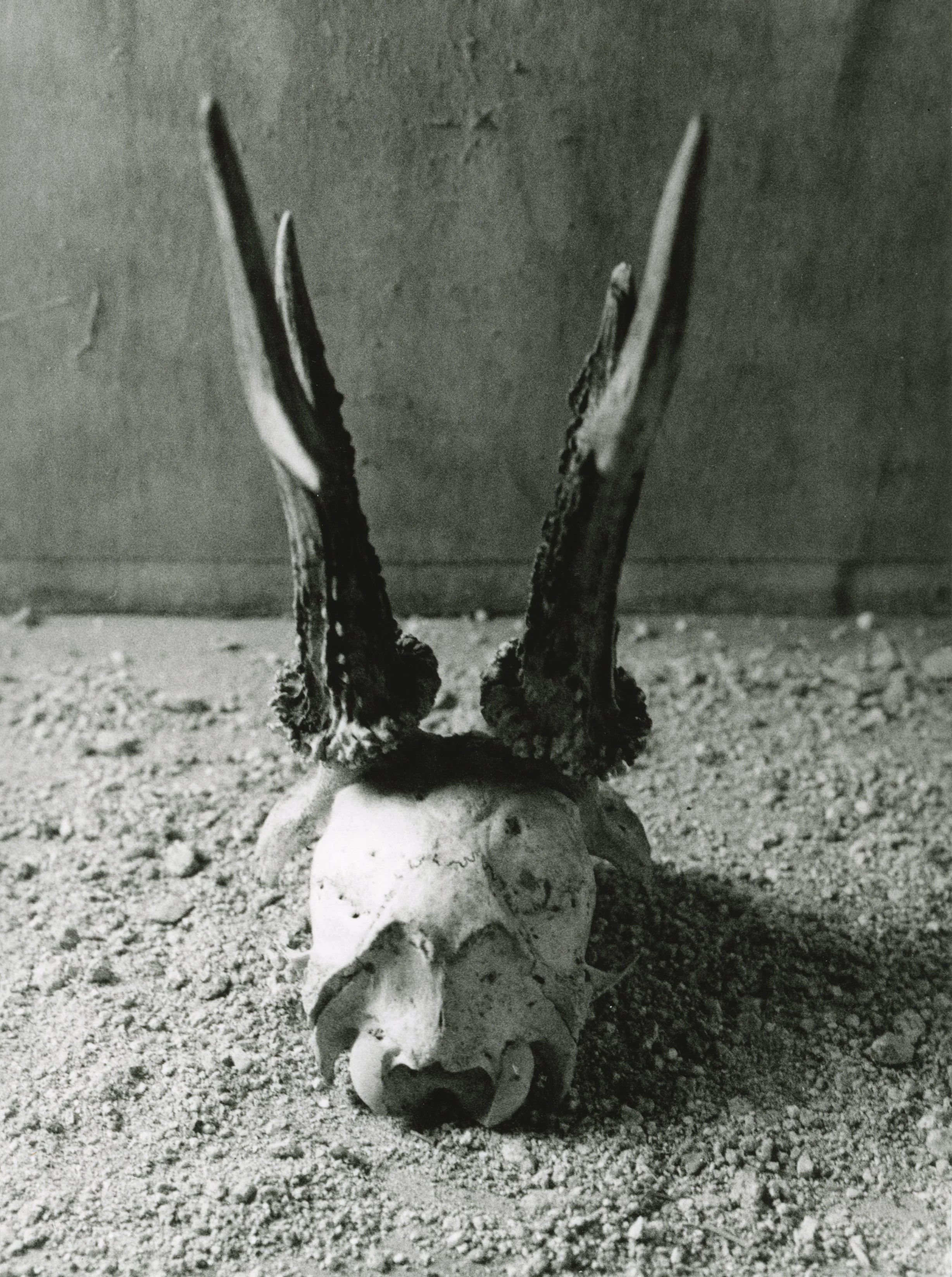 R-ANIMAUX.teschio03.jpg
