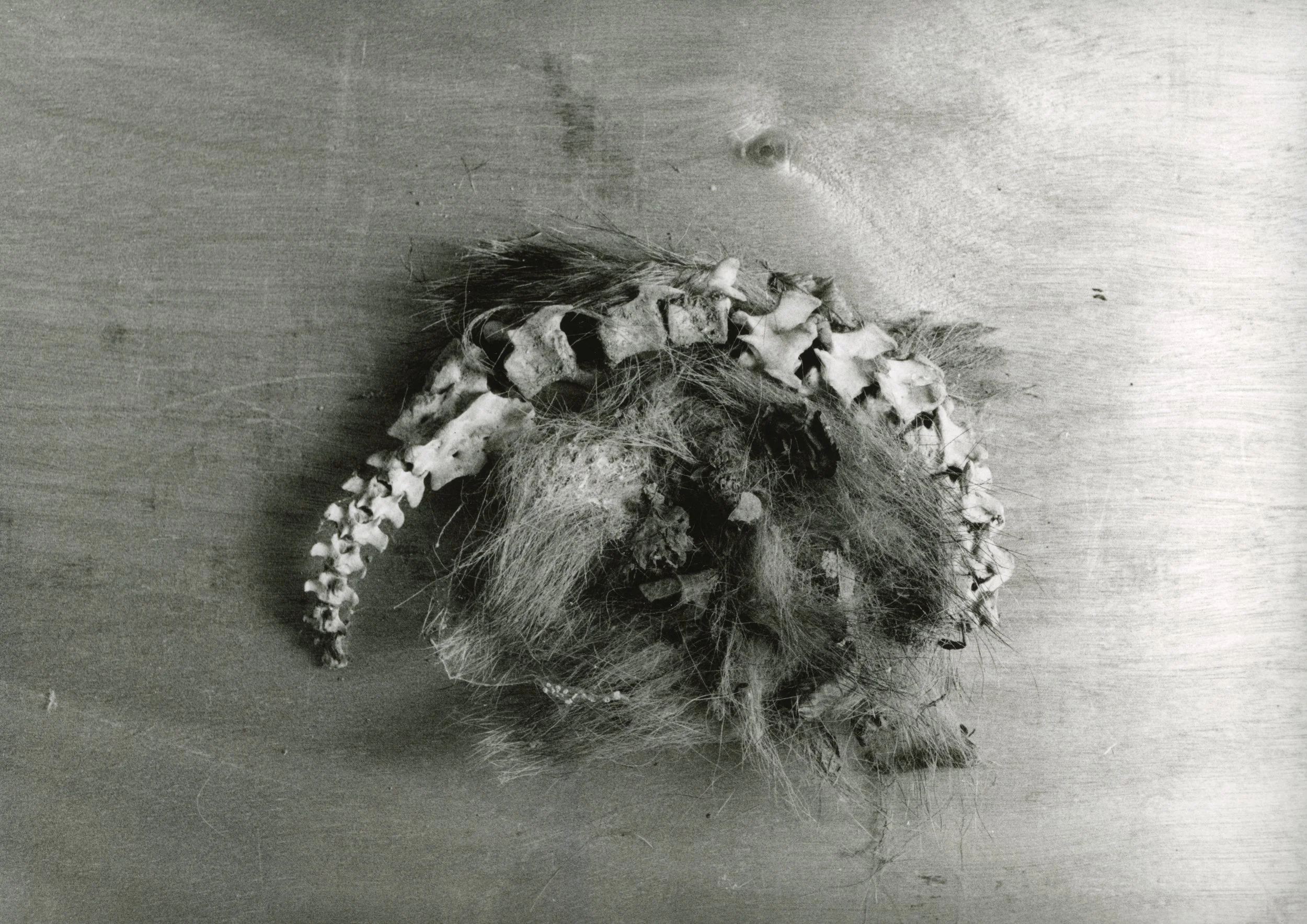 R-ANIMAUX.teschio04.jpg