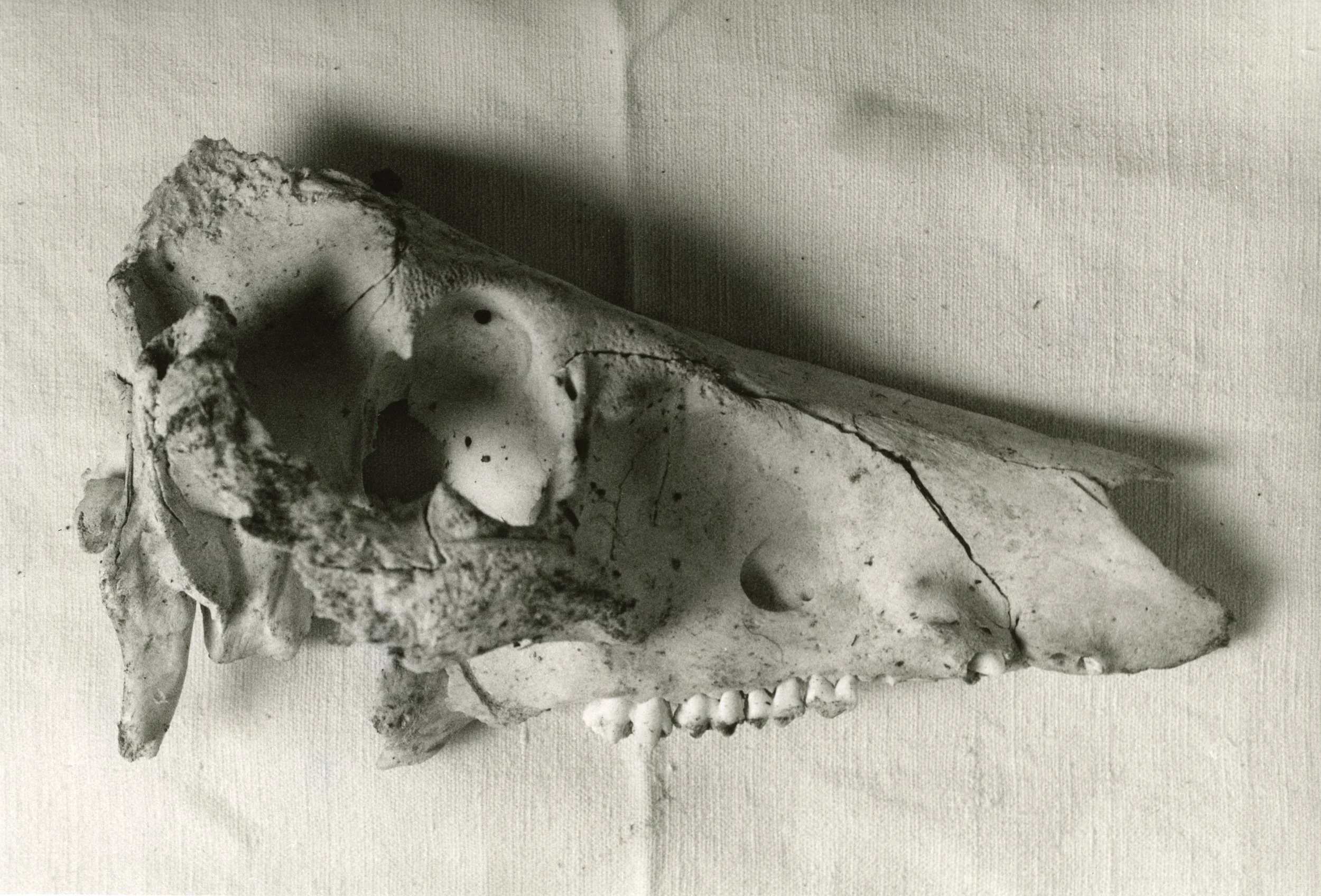 R-ANIMAUX.teschio05.jpg