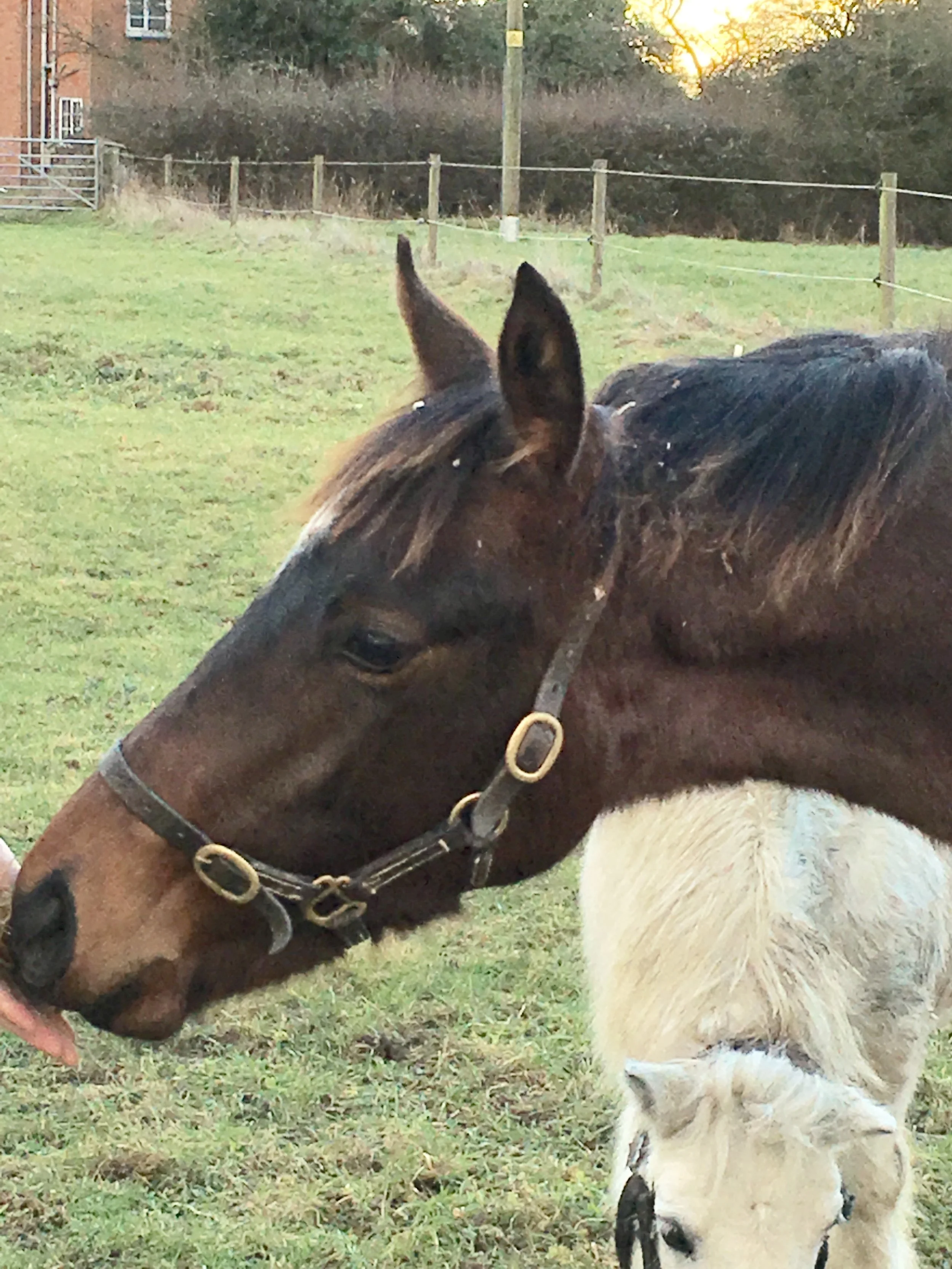 The Universal yearling in the field (bay not grey!!!)