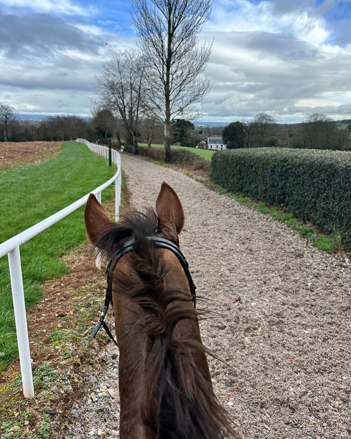 CHESTER TONIK LEADING THE WAY🐎
A few of our horses went for an away day at another gallop today. It not only allowed them to experience another gallop but also be able to travel and enjoy being out. 

#awayday #teamdunn #racehorses #thoroughbreds #g