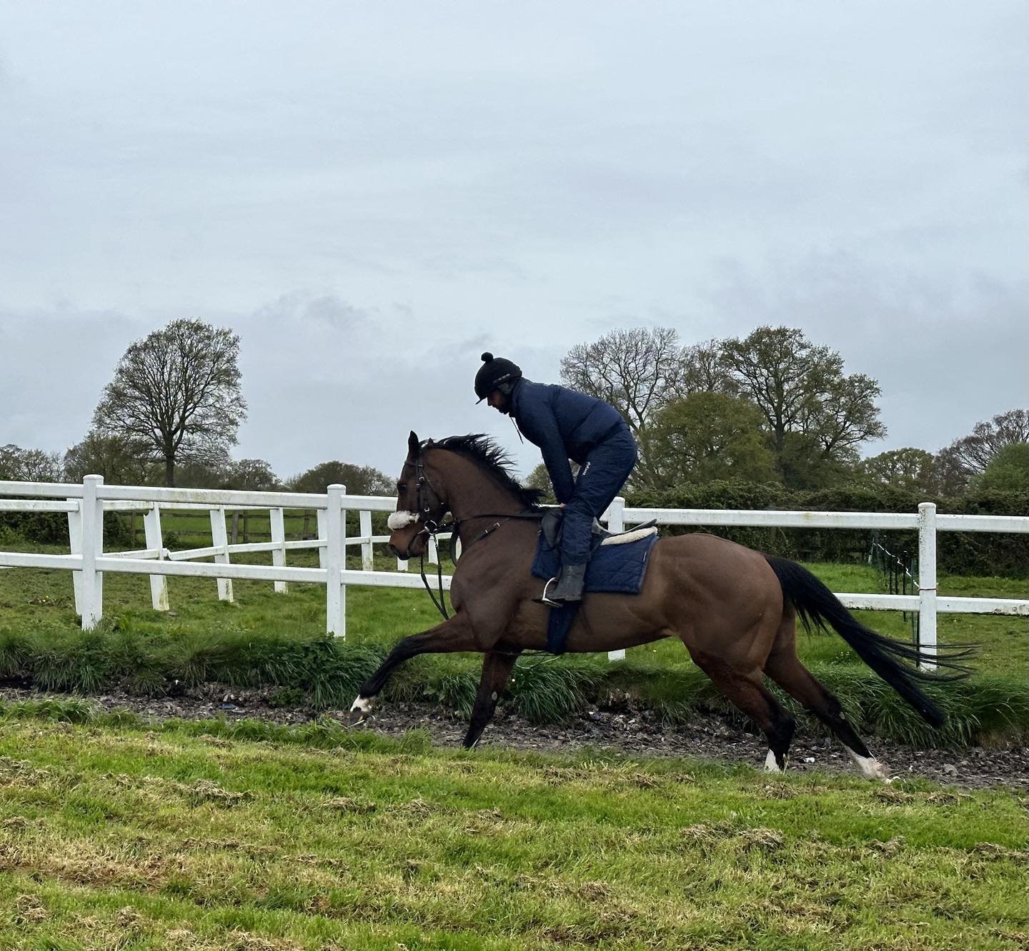 Stage Show back on the gallops after his fab 2nd.  #machine #goingplaces #nicehorse