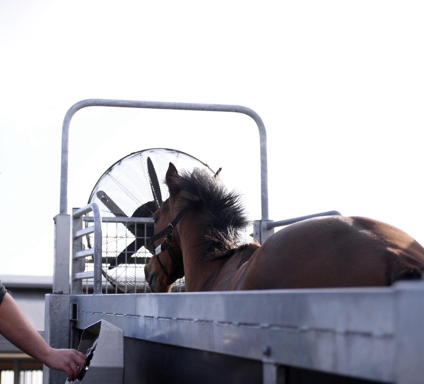 Putting our treadmill to good use as we gear up for Summer Racing #summer #racehorse #teamdunn photo @htrumpphoto