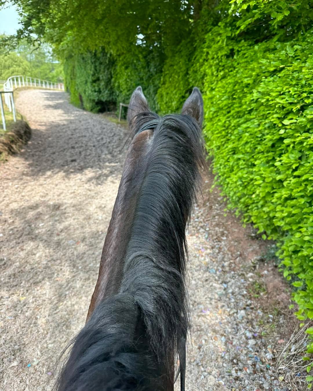 Gorgeous sunshine and an away day galloping elsewhere for the horses  #teamdunn #horsetrainer #racehorse #racinglife #morningvibes #morningmotivation #horsesofinstagram