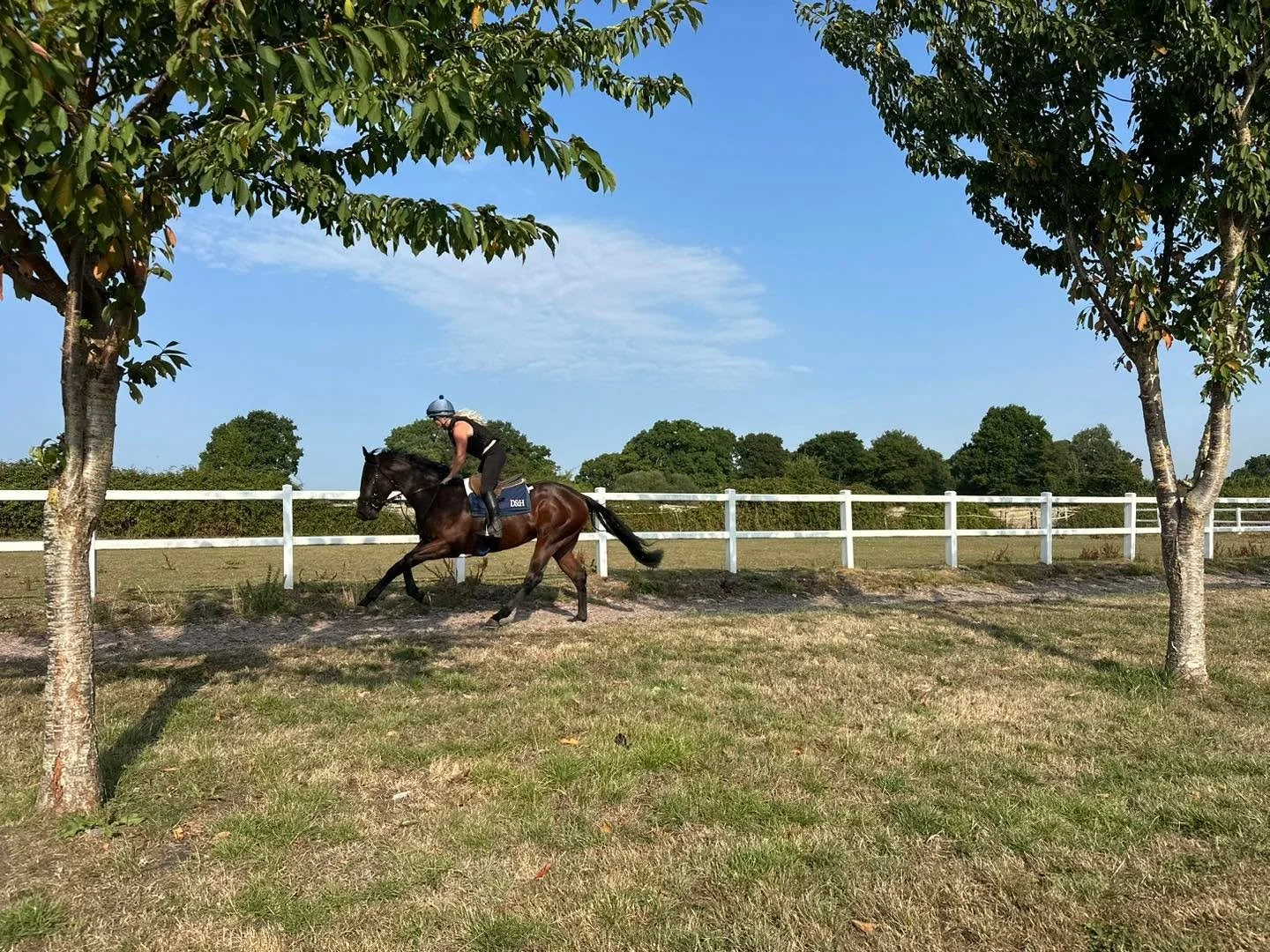 Nana's Boy George on the gallops  #goodlooking #racehorse #horsetrainer #racinglife #horsepower #fastandfurious #teamdunn