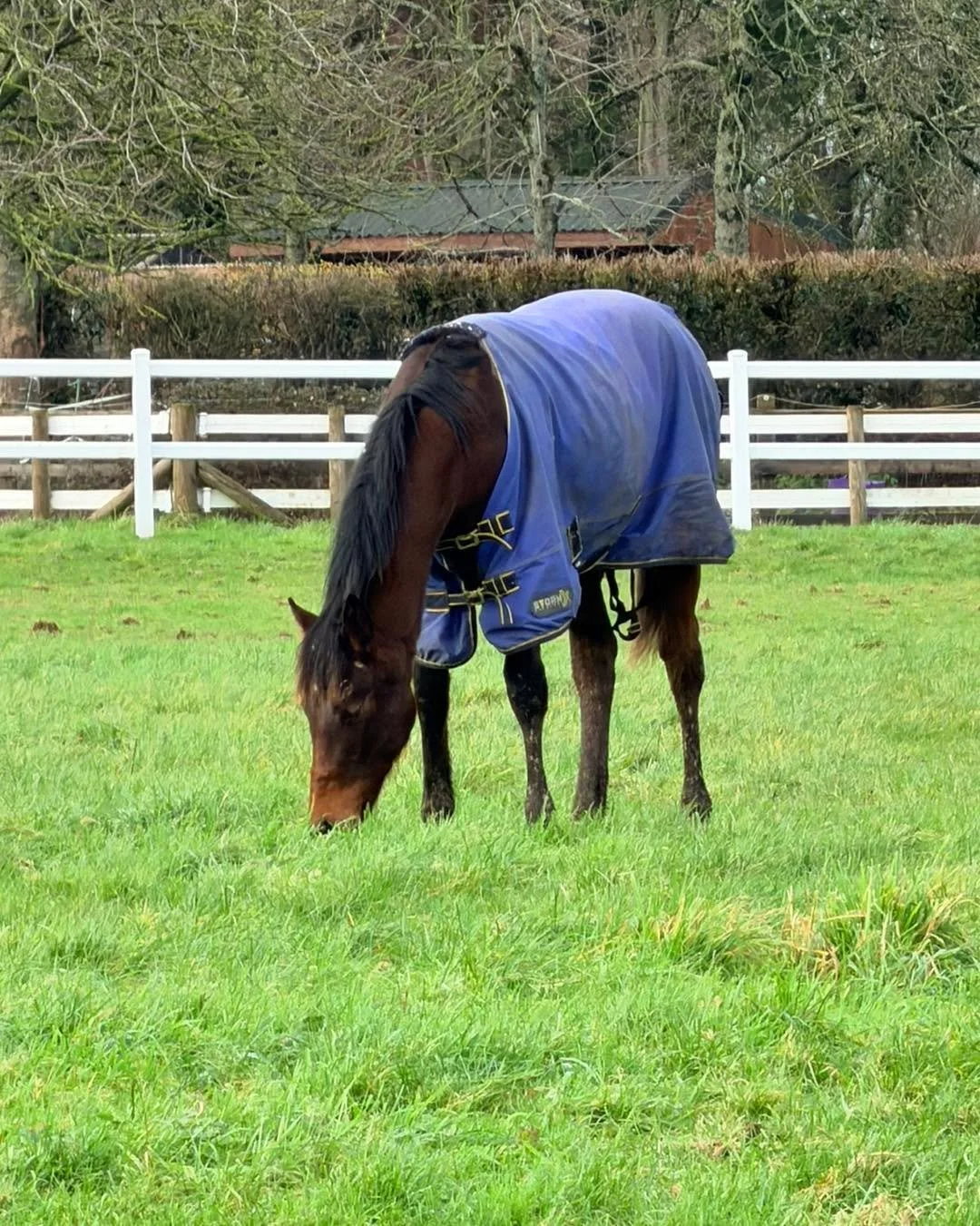 Our foal is now a yearling!  #2026  #horsetrainer #horseracing #morningmotivation #racinglife #morningvibes #teamdunn #horsepower