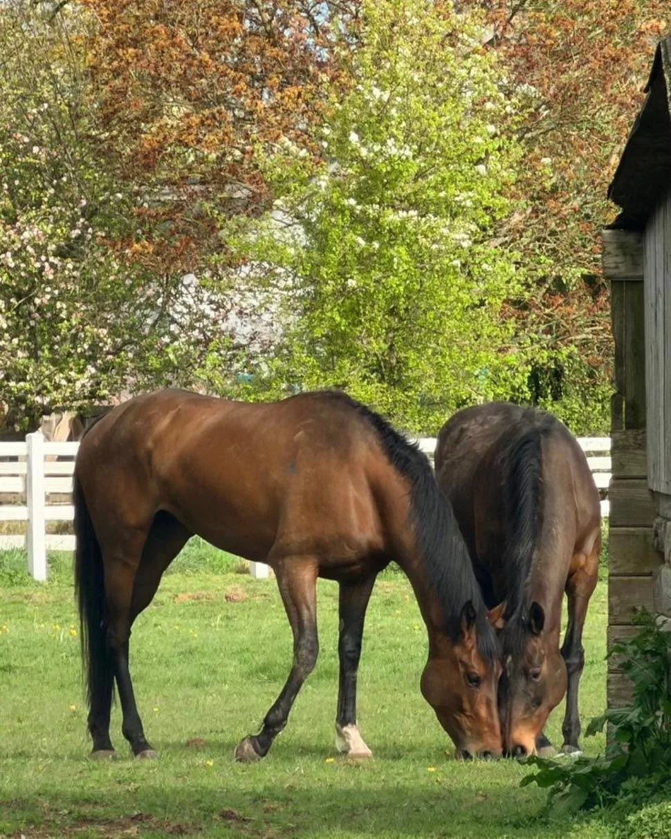 Winning Rebel and Holy Veil  #teamdunn #horsetrainer #horsepower #horseracing #racehorse #Somerset