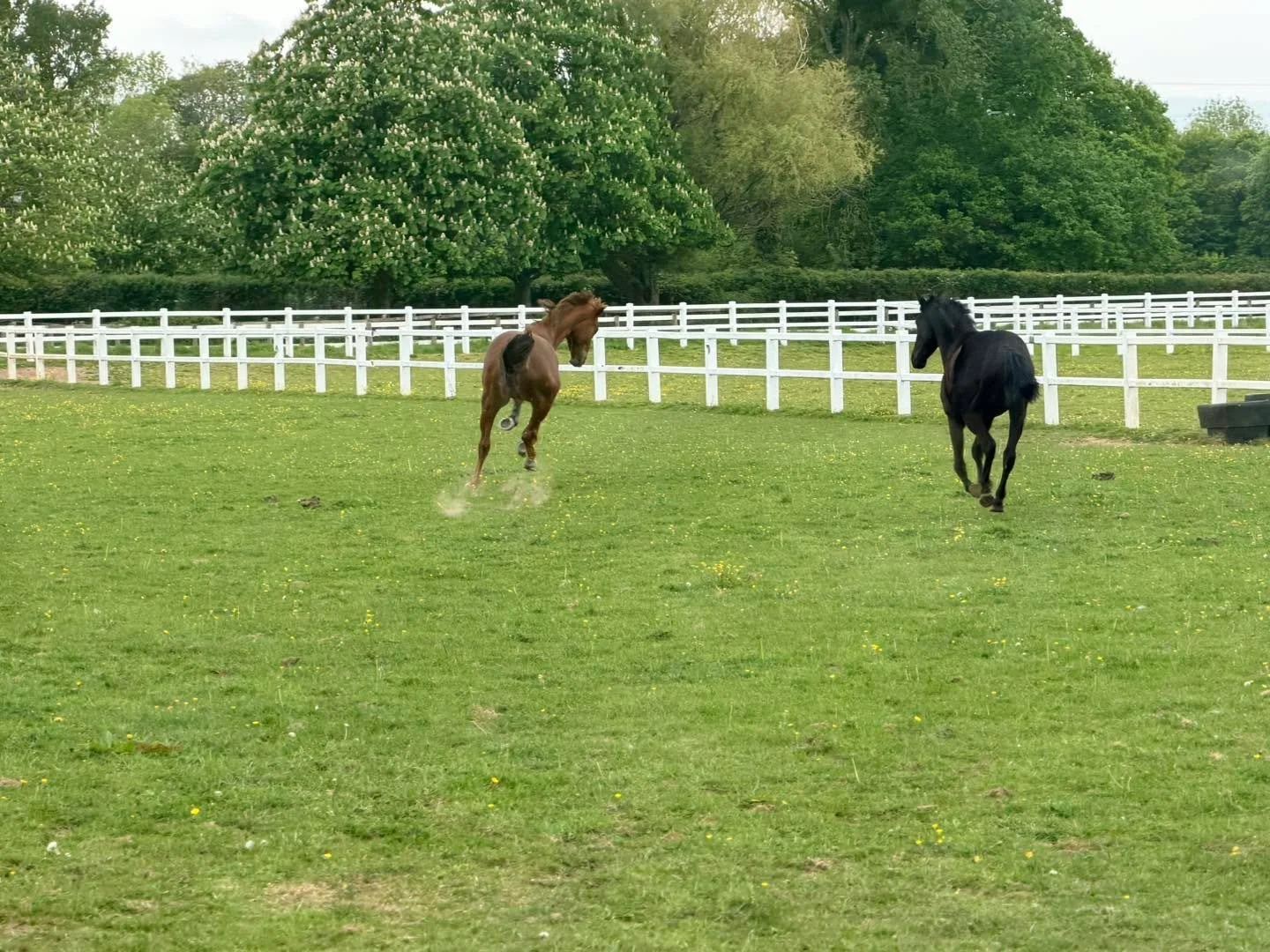 Someone's happy that it's the 1st of May!! #may‼️ #horseracing #horsetrainer #racinglife #horsepower #teamdunn #horsesofinstagram #Somerset