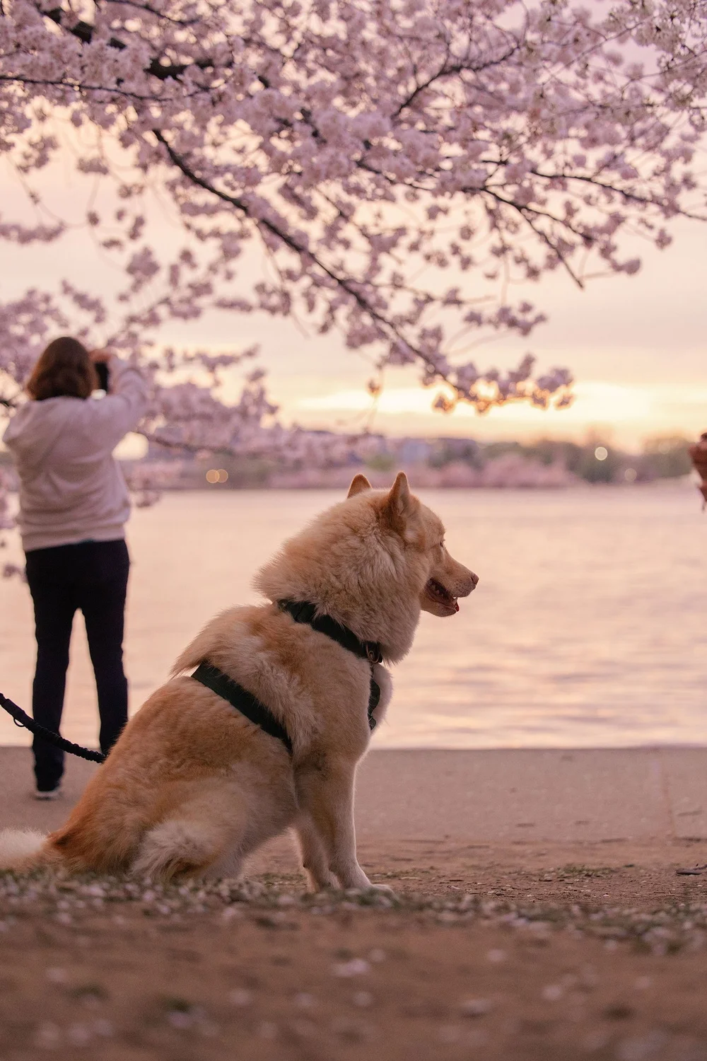 Washington DC cherry blossoms dog tidal basin sunset