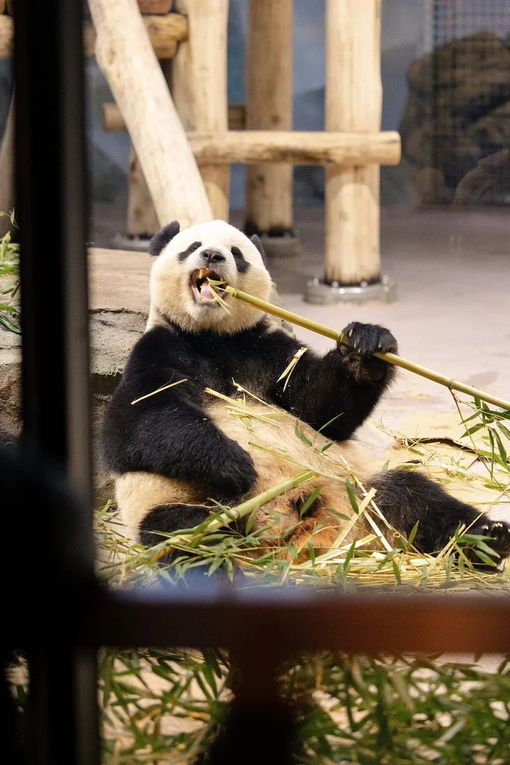 Giant panda national zoo washington DC