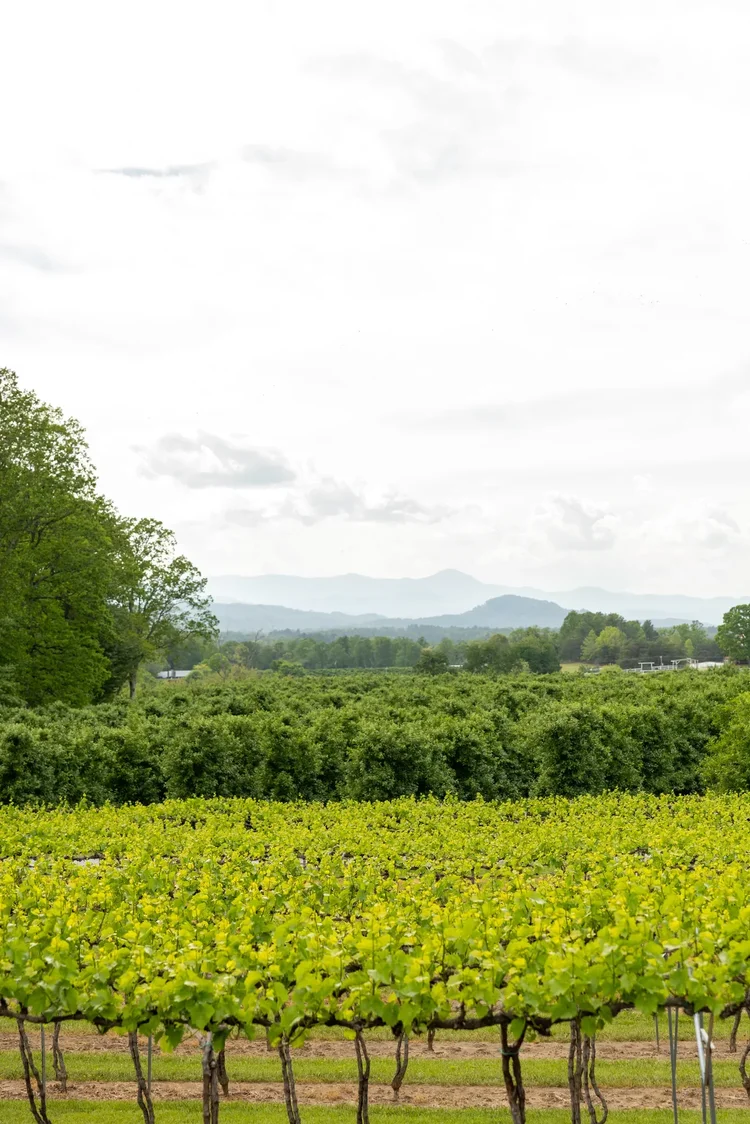 Marked Tree Vineyard, built by Cooper Construction — hospitality architecture photography by Jack Robert.