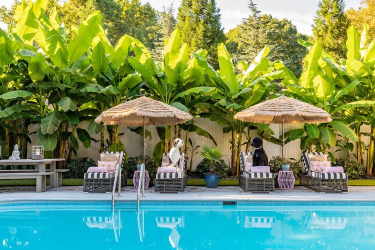Poolside lounge chairs with striped cushions and thatched umbrellas, with two dogs sitting on separate chairs, greenery background.