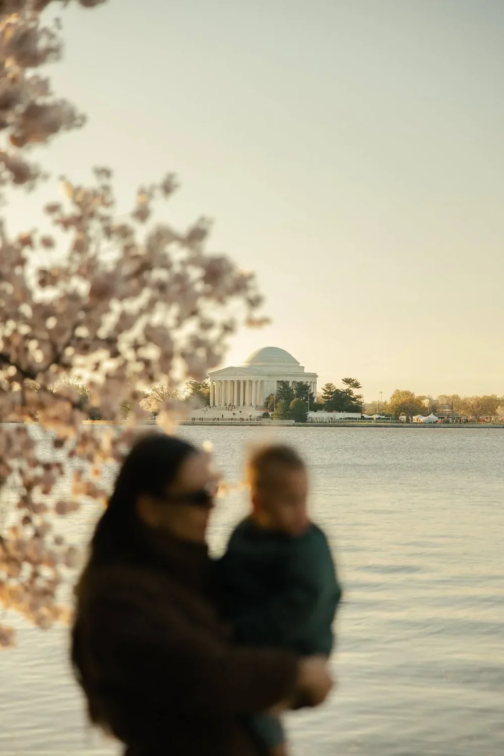 Family cherry blossoms tidal basin washington DC