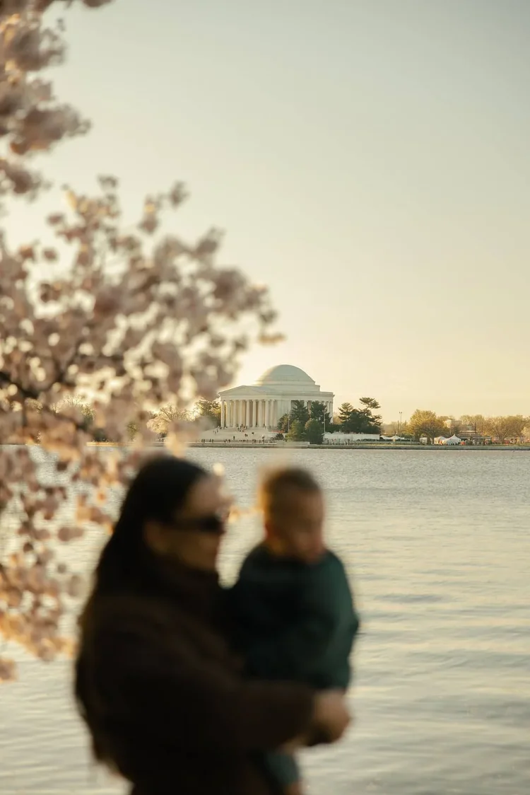 Family cherry blossoms tidal basin washington DC