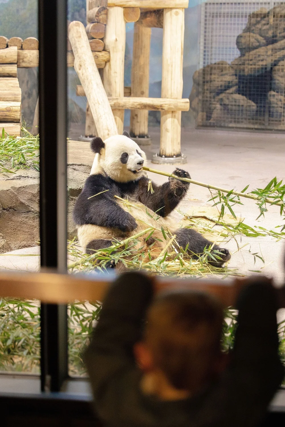 Washington DC national zoo giant panda