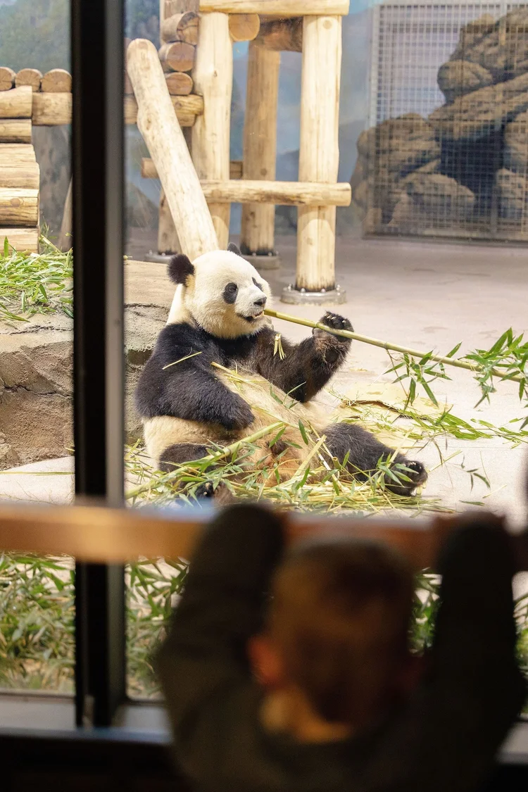 Child watching a giant panda at the National Zoo, Washington, DC